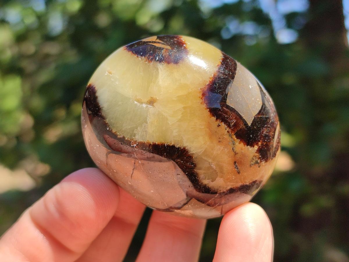 Polished Septerye Galets x 12 From Mahajanga, Madagascar