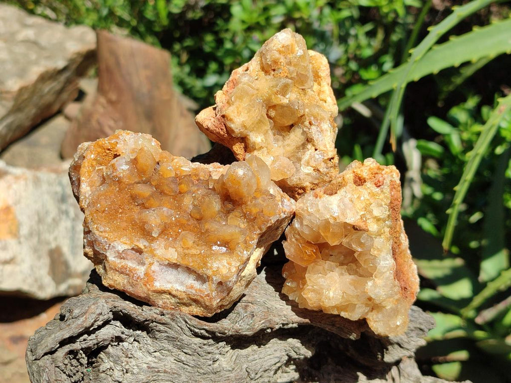 Natural Golden Limonite Quartz Clusters x 13 From Solwezi Zambia - Toprock Gemstones and Minerals 