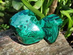 Polished Flower Banded Malachite Free Forms x 6 From Congo
