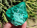 Polished Flower Banded Malachite Free Forms x 6 From Congo