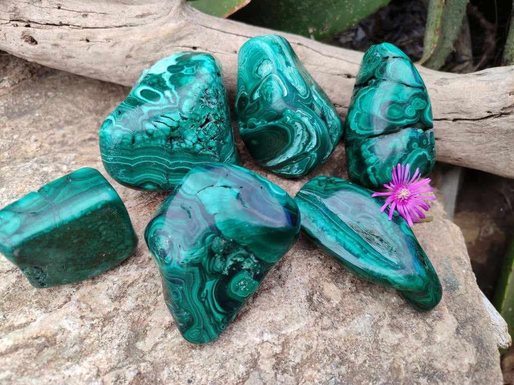 Polished Flower Banded Malachite Free Forms x 6 From Congo