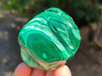 Polished Flower Banded Malachite Free Forms x 6 From Congo