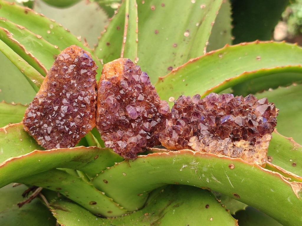 Natural Amethystos Amethyst Clusters x 35 From Kwaggafontein, South Africa
