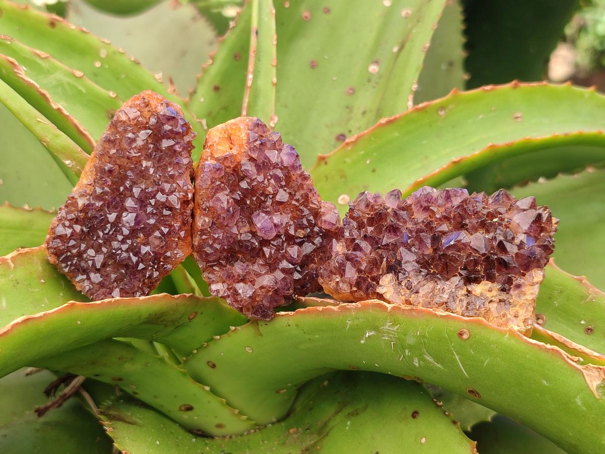Natural Amethystos Amethyst Clusters x 35 From Kwaggafontein, South Africa