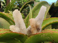 Natural Drusy Snow Finger Crystals x 12 From Albert's Mountain , Lesotho