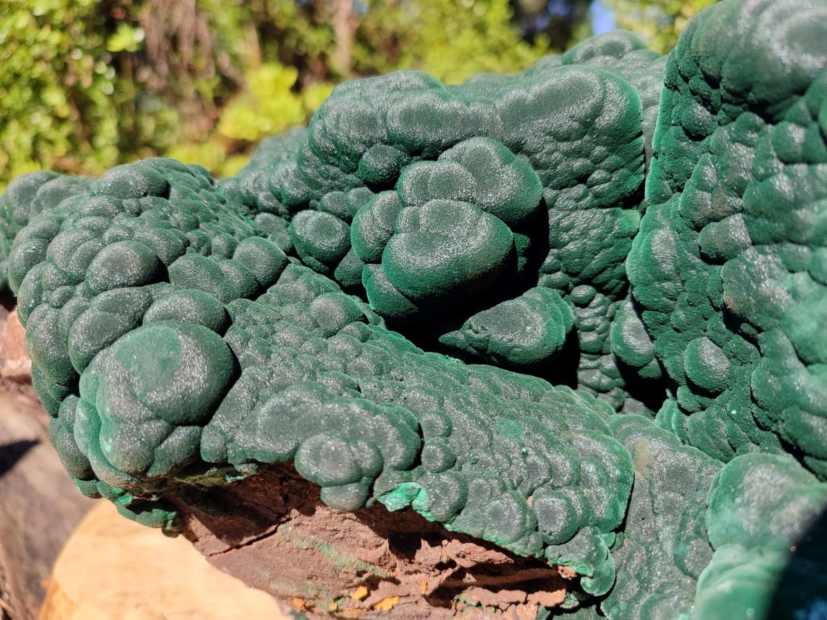 Natural XXL Botryoidal Malachite Specimen In Quartz x 1 From Congo