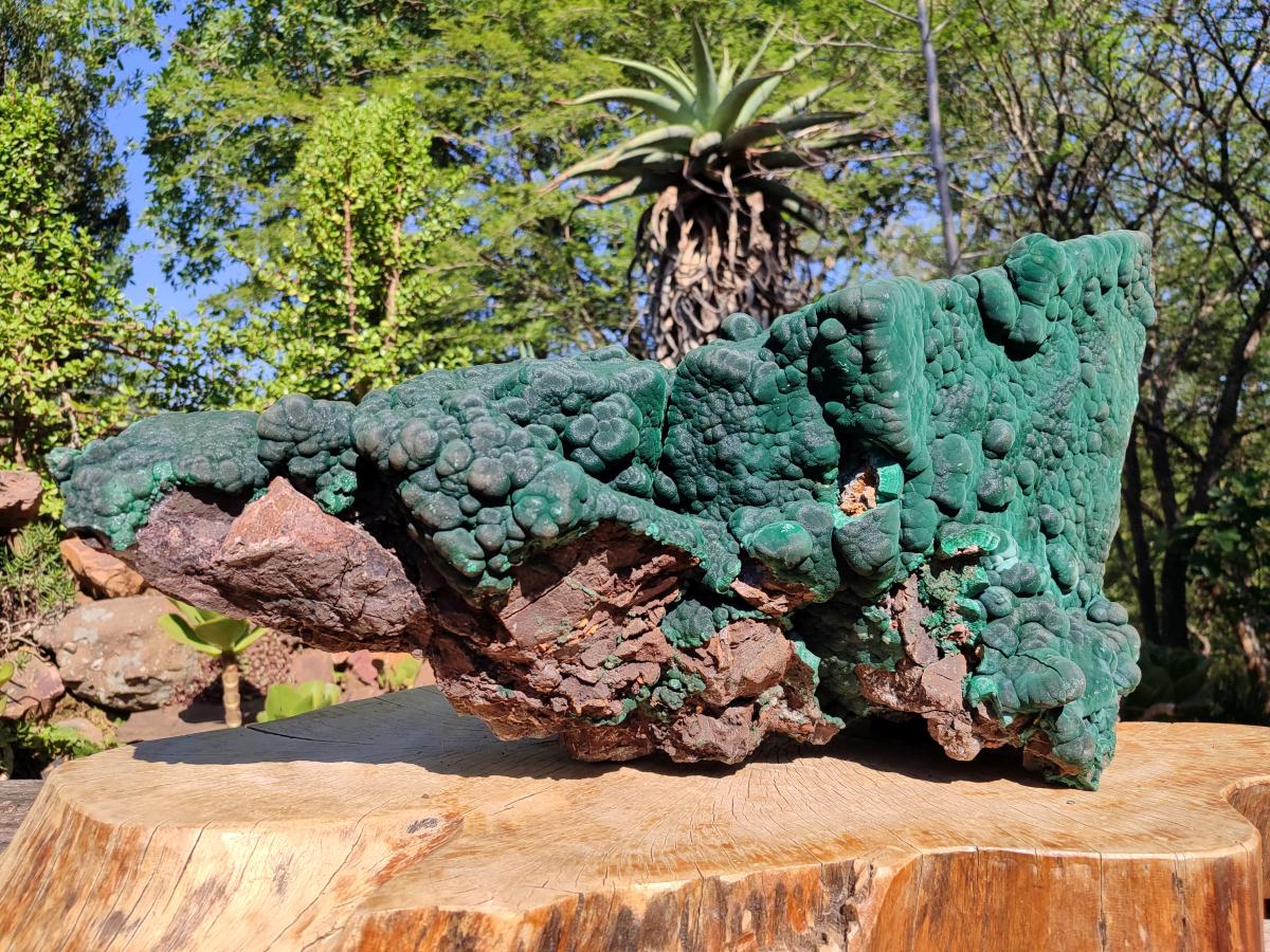 Natural XXL Botryoidal Malachite Specimen In Quartz x 1 From Congo