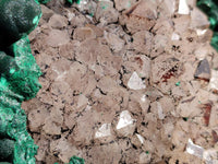 Natural XXL Botryoidal Malachite Specimen In Quartz x 1 From Congo