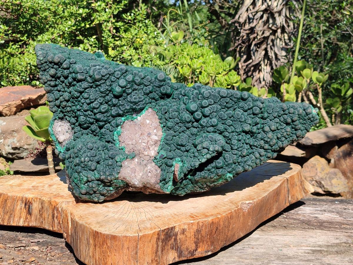 Natural XXL Botryoidal Malachite Specimen In Quartz x 1 From Congo