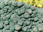 Natural XXL Botryoidal Malachite Specimen In Quartz x 1 From Congo