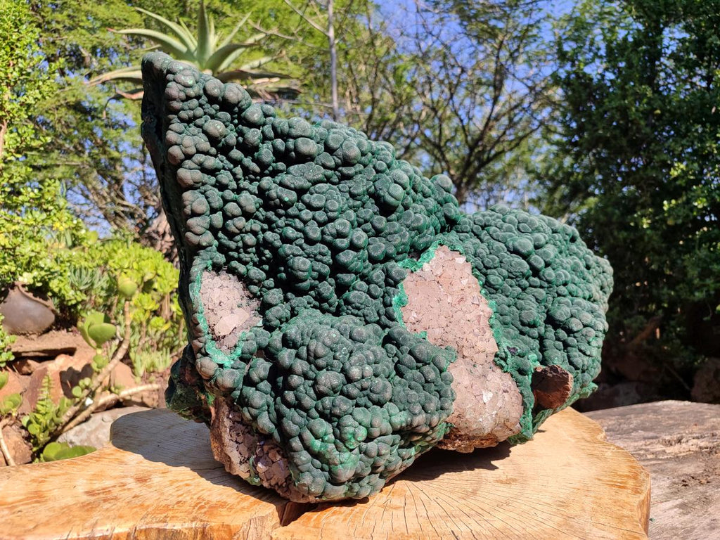 Natural XXL Botryoidal Malachite Specimen In Quartz x 1 From Congo
