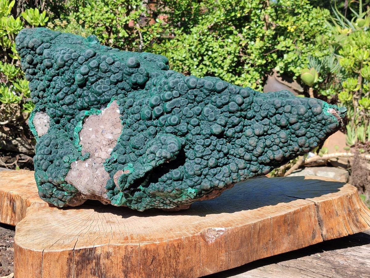 Natural XXL Botryoidal Malachite Specimen In Quartz x 1 From Congo
