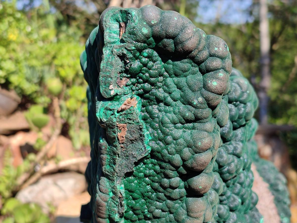 Natural XXL Botryoidal Malachite Specimen In Quartz x 1 From Congo