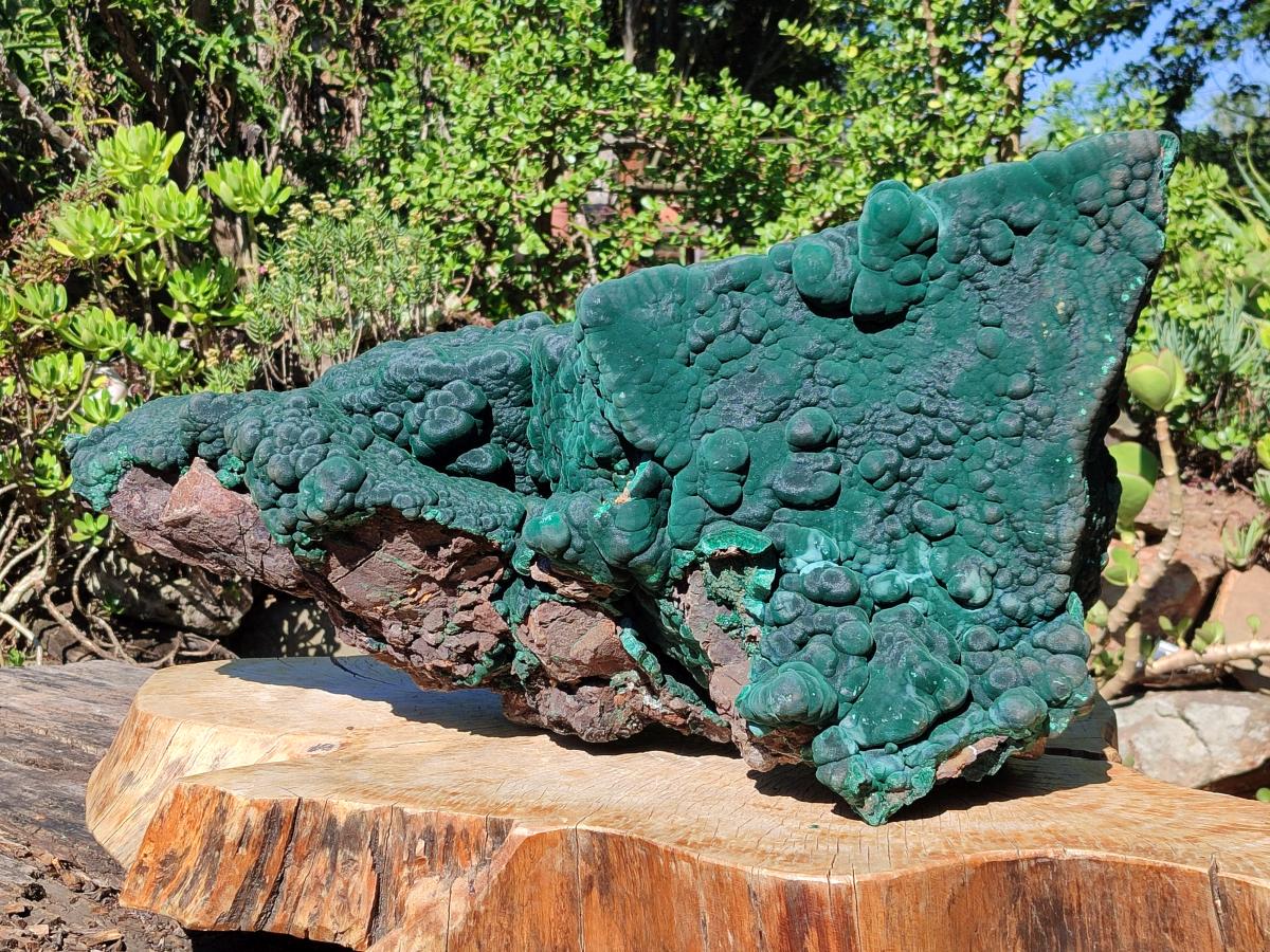 Natural XXL Botryoidal Malachite Specimen In Quartz x 1 From Congo