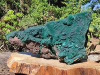 Natural XXL Botryoidal Malachite Specimen In Quartz x 1 From Congo