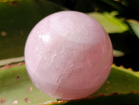 Polished Star Rose Quartz Spheres x 3 From Madagascar