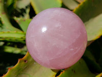 Polished Star Rose Quartz Spheres x 3 From Madagascar