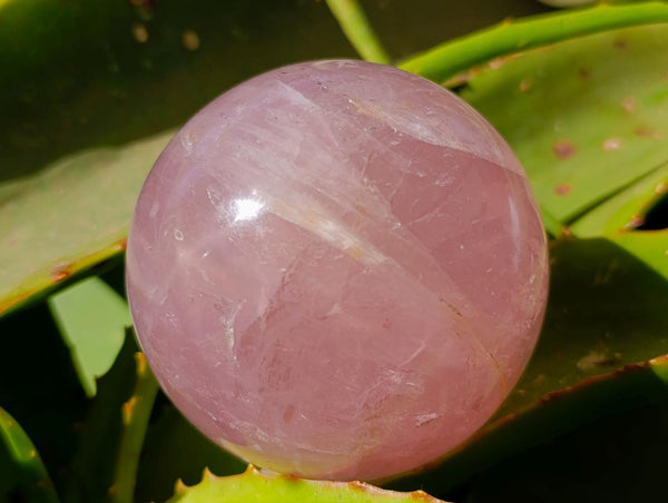 Polished Star Rose Quartz Spheres x 3 From Madagascar