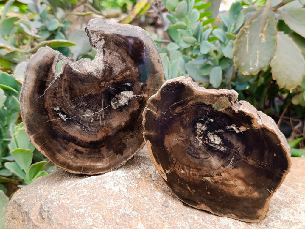 Polished On One Side Petrified Wood Slices x 9 From Gokwe, Zimbabwe