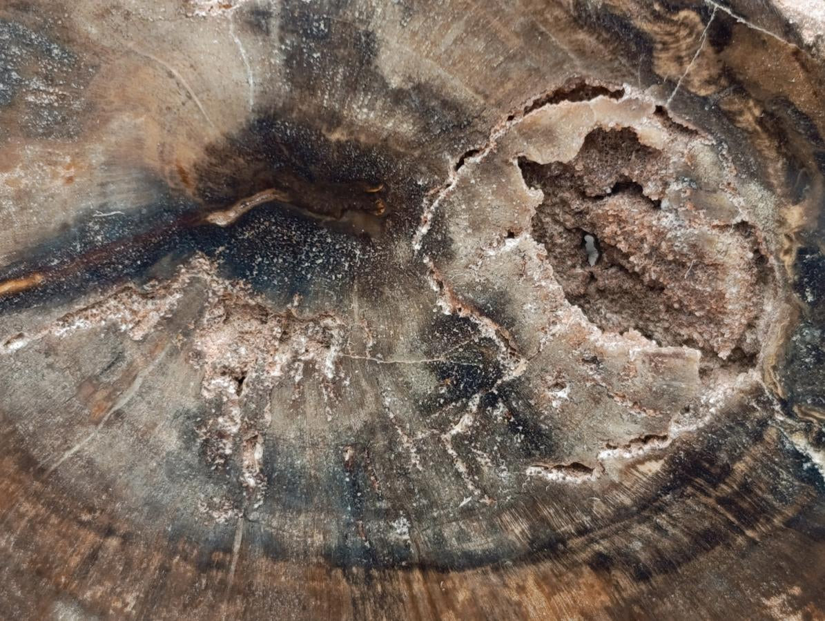 Polished On One Side Petrified Wood Slices x 9 From Gokwe, Zimbabwe