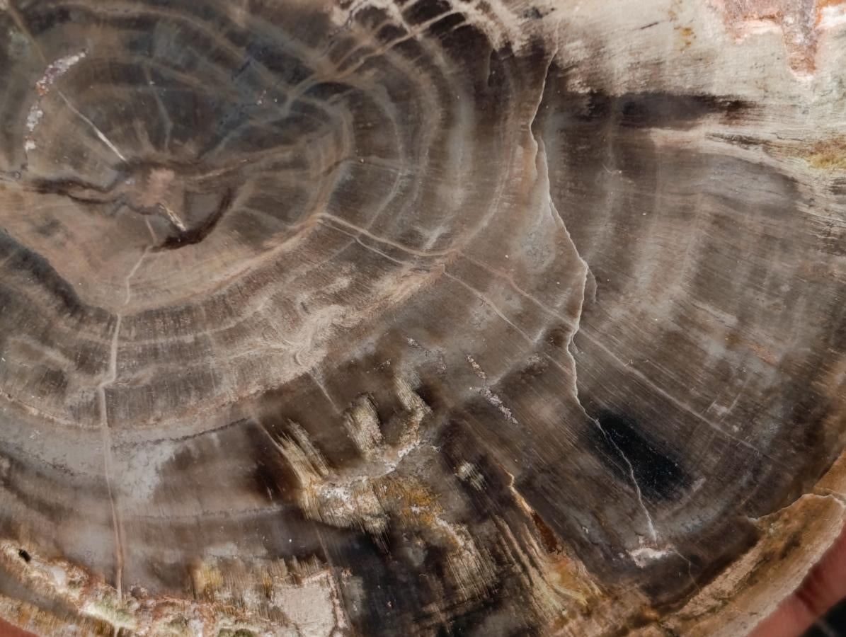 Polished On One Side Petrified Wood Slices x 9 From Gokwe, Zimbabwe