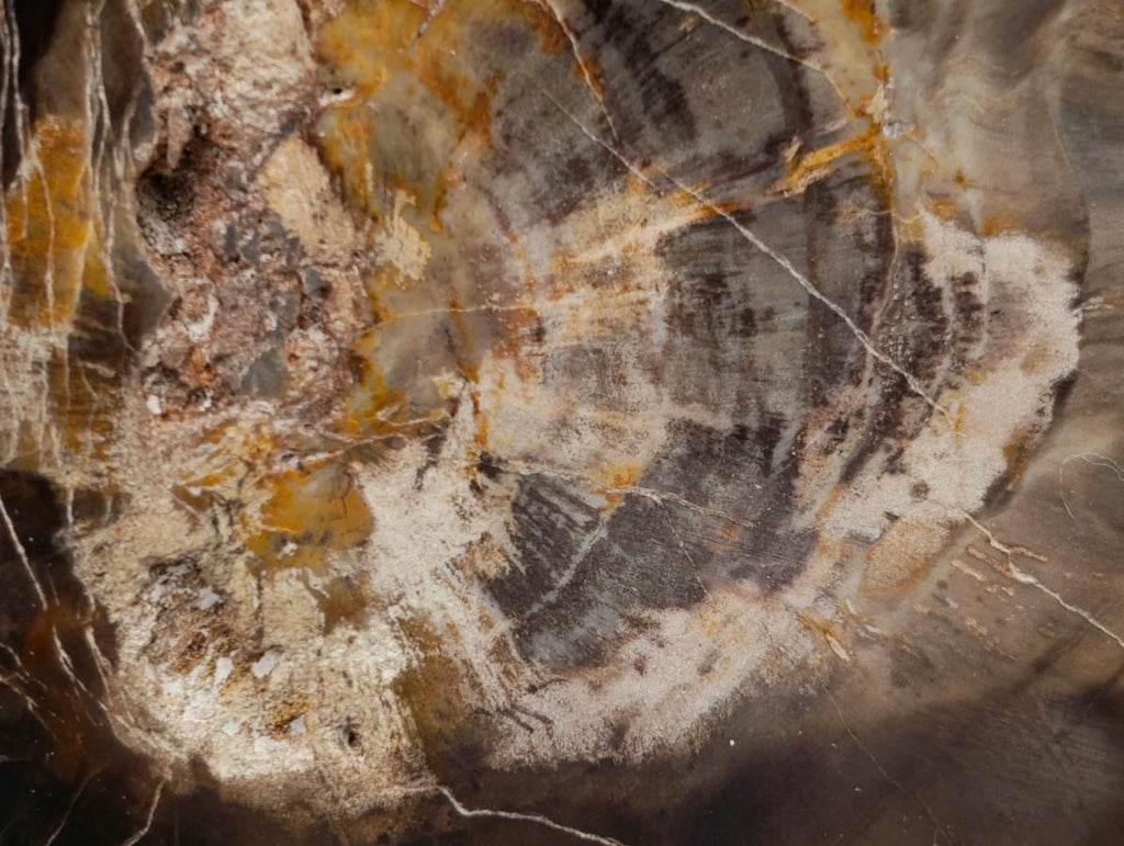 Polished On One Side Petrified Wood Slices x 9 From Gokwe, Zimbabwe