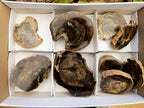 Polished On One Side Petrified Wood Slices x 9 From Gokwe, Zimbabwe