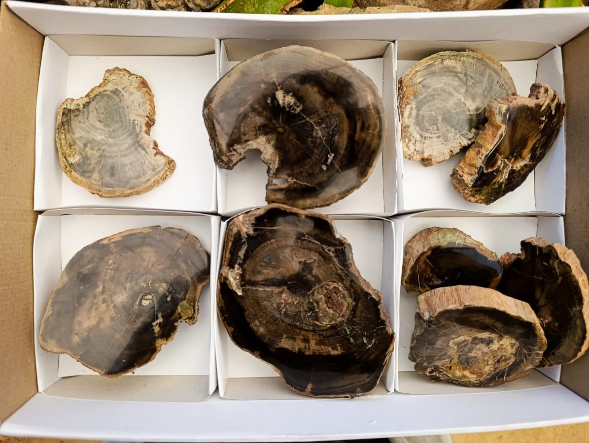 Polished On One Side Petrified Wood Slices x 9 From Gokwe, Zimbabwe