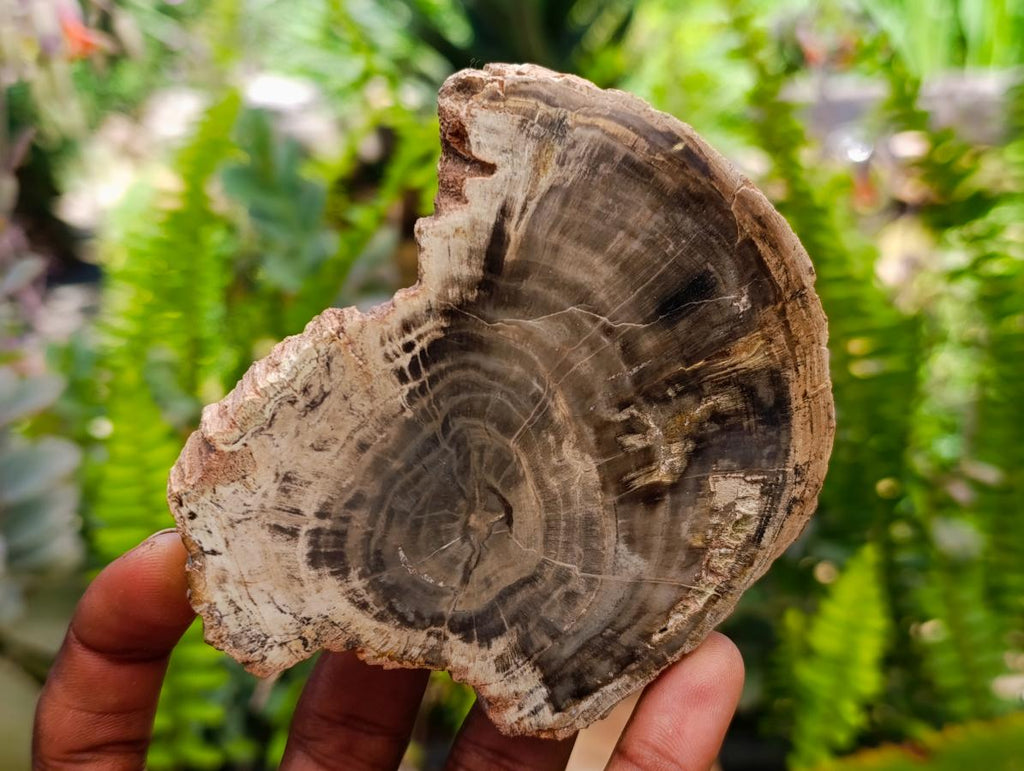 Polished On One Side Petrified Wood Slices x 9 From Gokwe, Zimbabwe