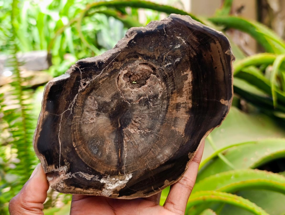 Polished On One Side Petrified Wood Slices x 9 From Gokwe, Zimbabwe