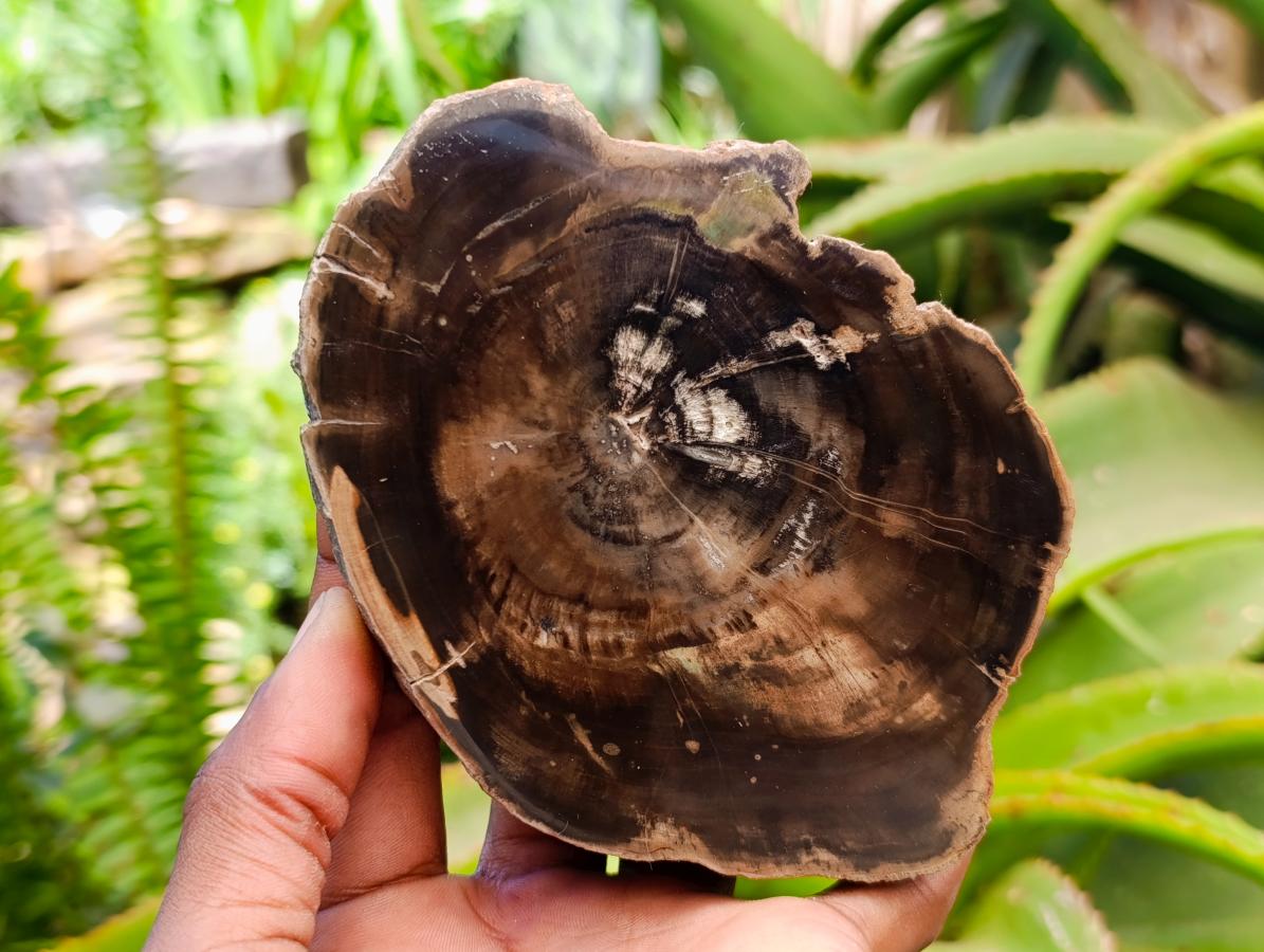 Polished On One Side Petrified Wood Slices x 9 From Gokwe, Zimbabwe