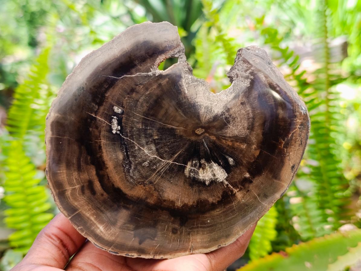 Polished On One Side Petrified Wood Slices x 9 From Gokwe, Zimbabwe