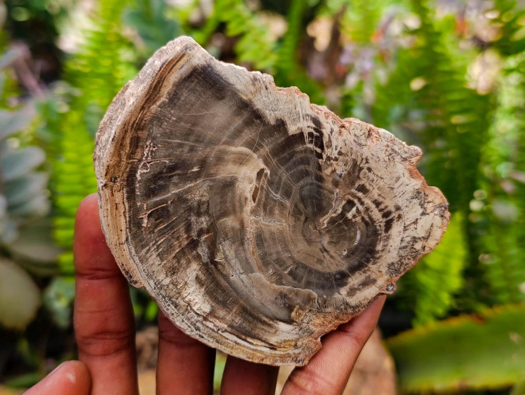 Polished On One Side Petrified Wood Slices x 9 From Gokwe, Zimbabwe
