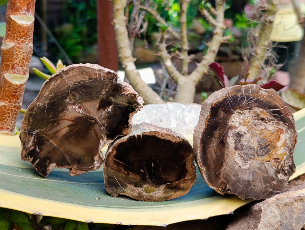 Polished On One Side Petrified Wood Slices x 9 From Gokwe, Zimbabwe