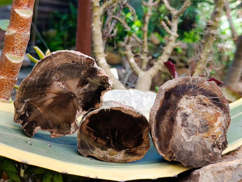 Polished On One Side Petrified Wood Slices x 9 From Gokwe, Zimbabwe