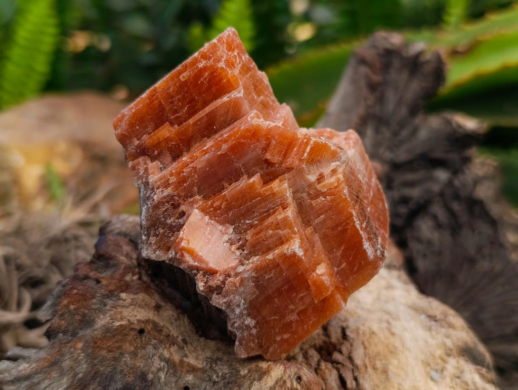 Natural Sunset Orange Calcite Specimens x 12 From Spitzkop, Namibia - Toprock Gemstones and Minerals 
