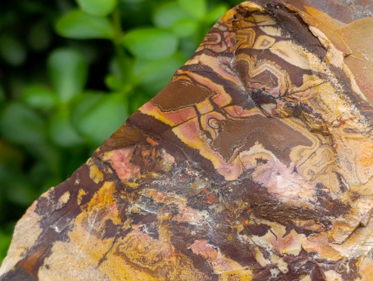 Polished Nguni Jasper Slices x 2 From Northern Cape, South Africa