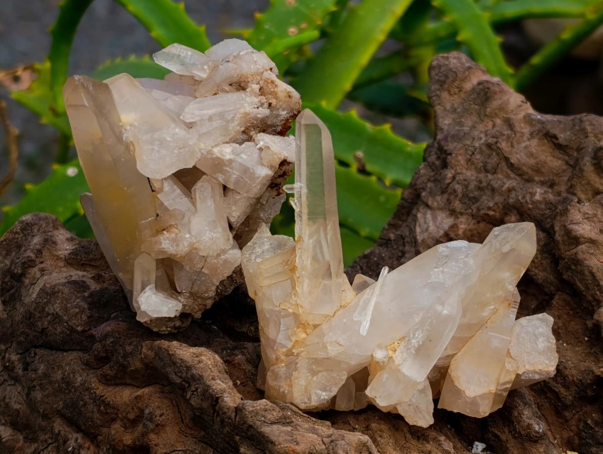 Natural Clear Quartz Crystal Clusters x 12 From Madagascar