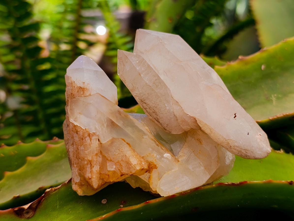Natural Clear Quartz Crystal Clusters x 12 From Madagascar