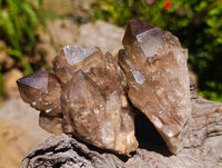 Natural Cascading Smokey Citrine Crystal Clusters x 6 From Luena, Congo
