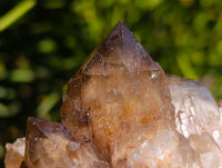 Natural Cascading Smokey Citrine Crystal Clusters x 6 From Luena, Congo