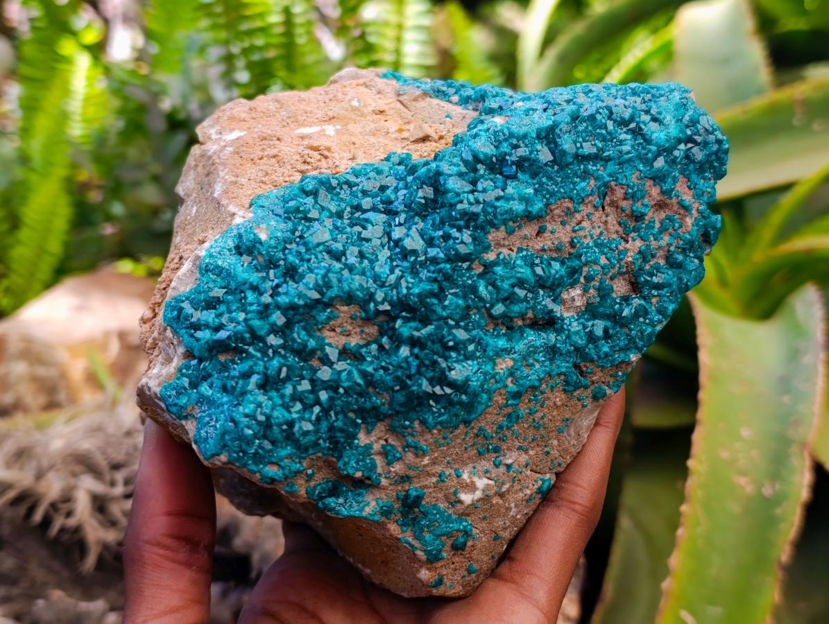 Natural Dioptase On Dolomite Specimen x 1 From Likasi, Congo