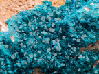 Natural Dioptase On Dolomite Specimen x 1 From Likasi, Congo