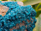 Natural Dioptase On Dolomite Specimen x 1 From Likasi, Congo