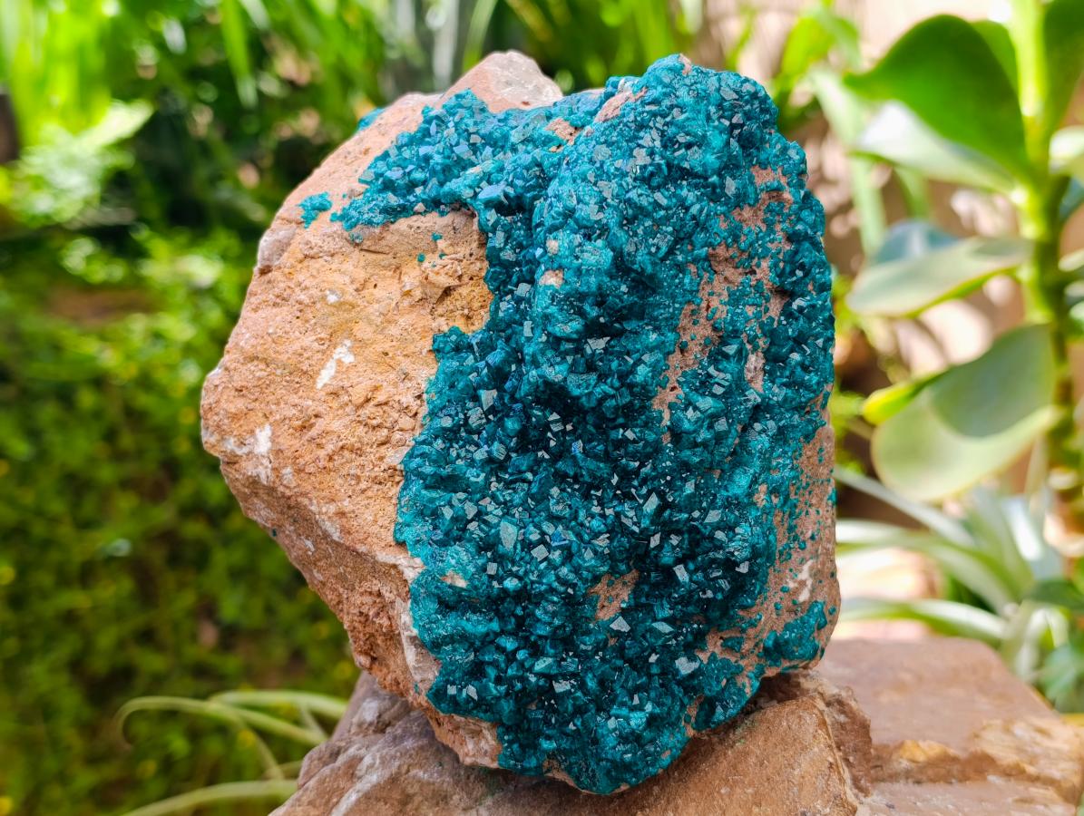 Natural Dioptase On Dolomite Specimen x 1 From Likasi, Congo