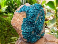 Natural Dioptase On Dolomite Specimen x 1 From Likasi, Congo