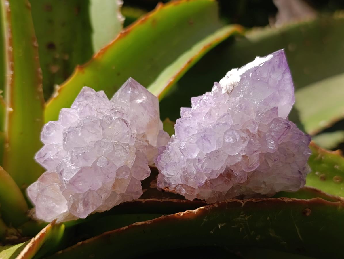 Natural Sunburst Amethyst Spirit Clusters x 20 From Boekenhouthoek, South Africa