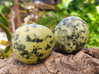 Polished Leopard Stone Free Forms x 12 From Zimbabwe