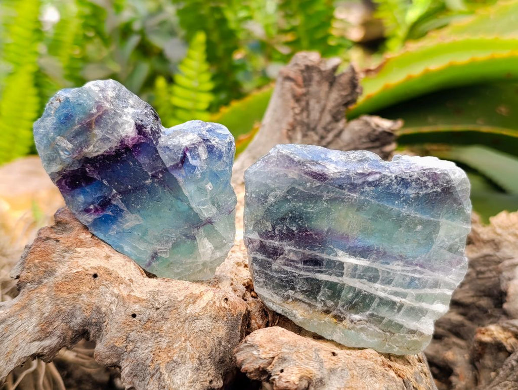 Natural Watermelon Fluorite Cobbed Specimens x 32 From Uis, Namibia