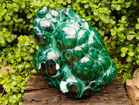 Polished XL Botryoidal Malachite With Chrysocolla Specimen x 1 From Congo
